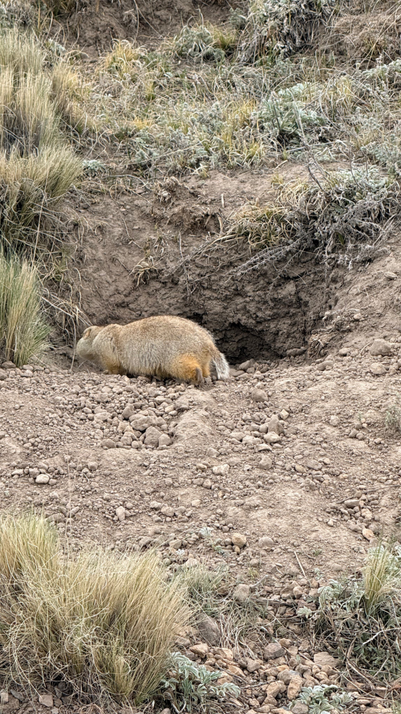 Prairie Dog in the dirt