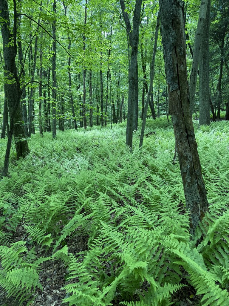Lush green ferns covering the forest floor along the Appalachian Trail in Pennsylvania