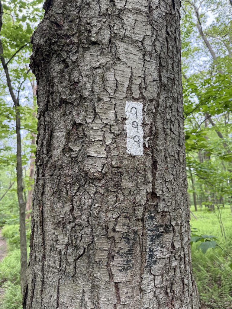 White Appalachian Trail blaze marking the route between Green Point and Route 501 in Pennsylvania.