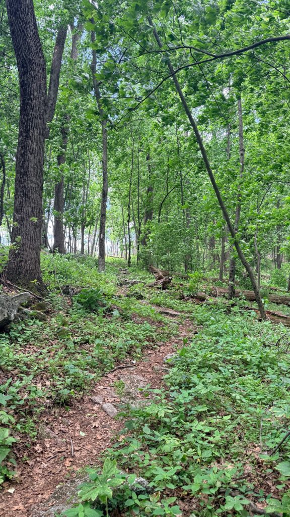 Wooded section of the Appalachian Trail between Peters Mountain Trailhead and Clarks Ferry Trailhead in Pennsylvania
