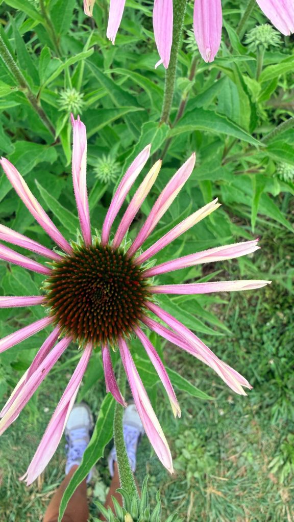 Close-up of a purple coneflower blooming near Kelly's Run Nature Preserve in Lancaster County, Pennsylvania.