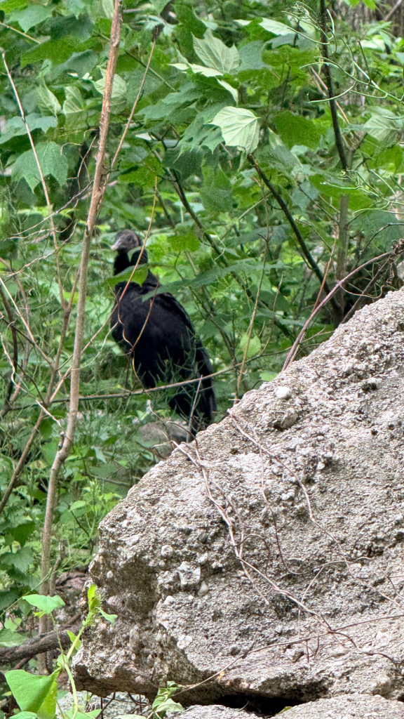 Turkey Vulture Along the Appalachian Trail