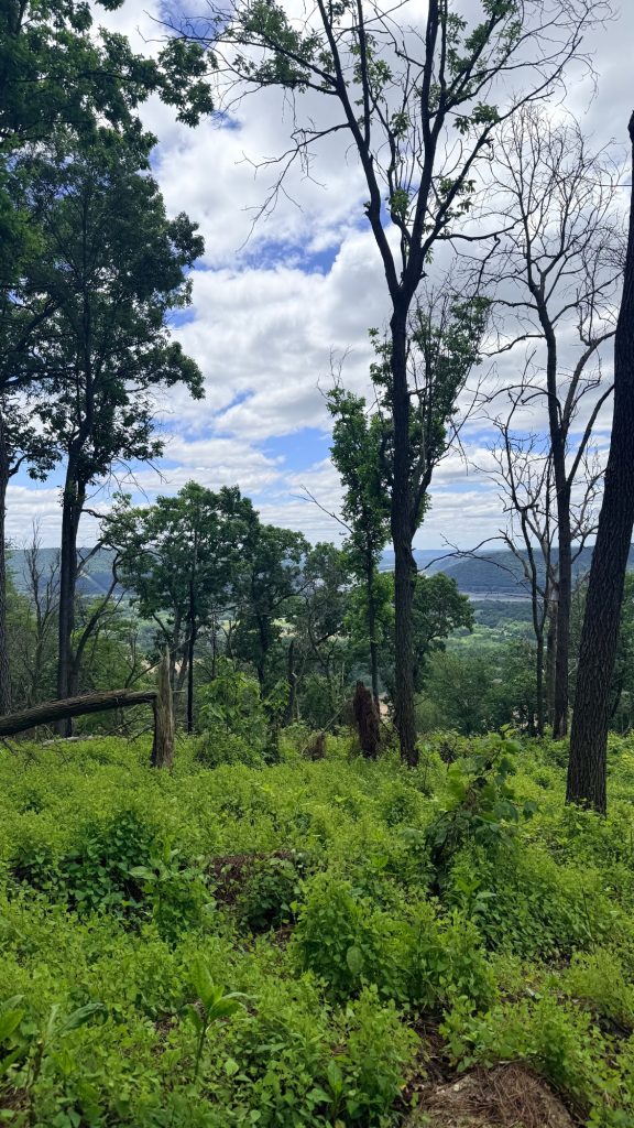 Valley view through the trees along the Appalachian Trail between Peters Mountain Trailhead and Clarks Ferry Trailhead in Pennsylvania