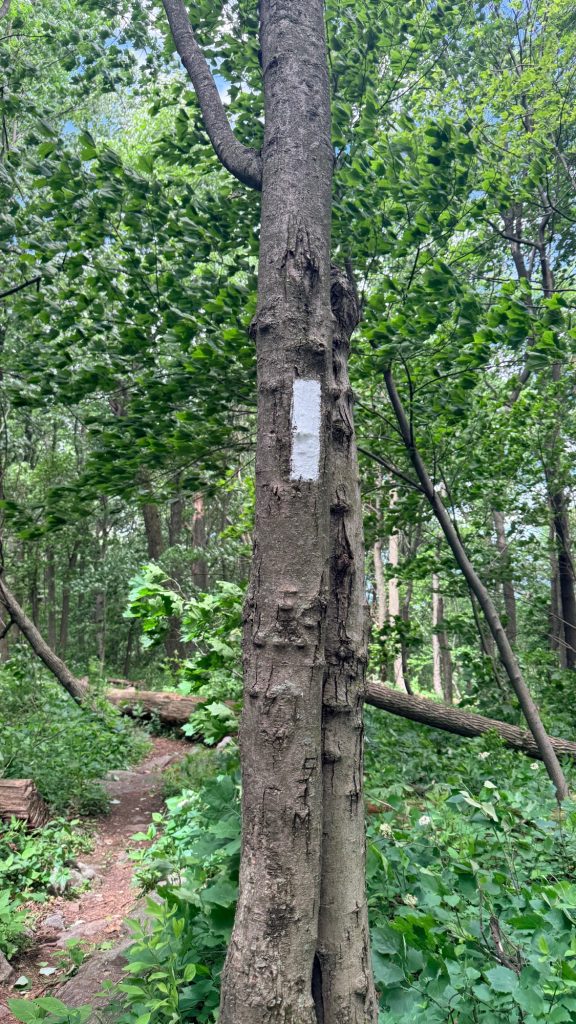 White blaze trail marker on a tree along the Appalachian Trail between Peters Mountain Trailhead and Clarks Ferry Trailhead in Pennsylvania