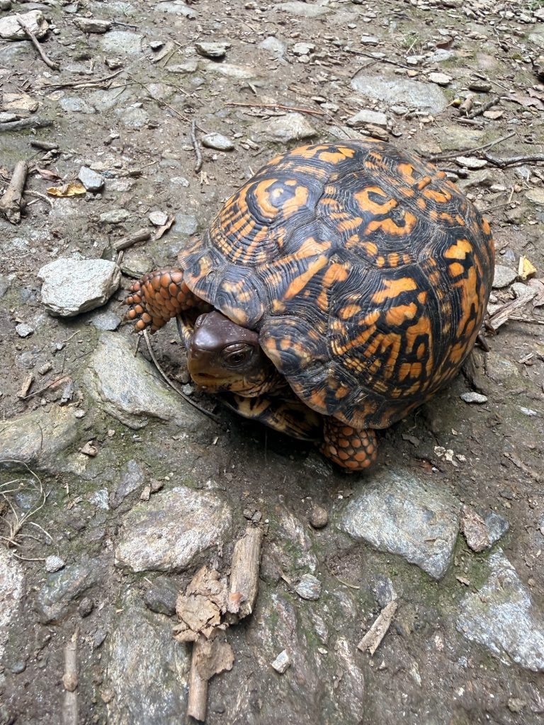 Eastern Box Turtle crossing the Kelly's Run Trail in Lancaster County, Pennsylvania.