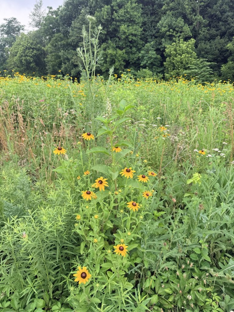 Colorful summer wildflowers growing in a meadow near Kelly's Run Nature Preserve.